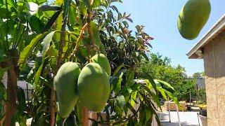 How to care for a mango tree