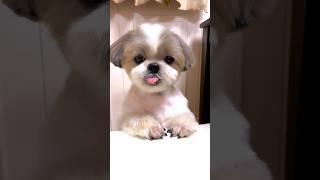 Enjoy food is my hobby | shihtzu dog #shihtzu #dog