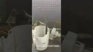 Ремонт Ніссан  в Києві. 0934975885