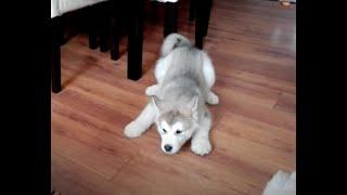 Alaskan malamute puppy talk