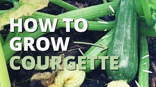 How to Grow Zucchini/Courgette | Step by Step Guide