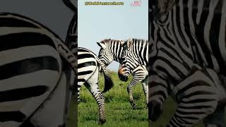 zebras, a striped creature that gallops across the African plains #animals #zebra #savannah #africa