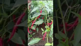 elite seeds prime Teja variety pH no 9182633779