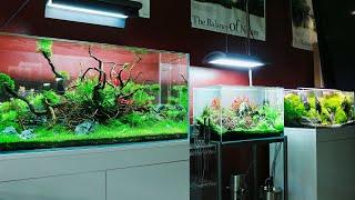 Amazing Aquascapes at Aquaeden - Nature Aquarium Store