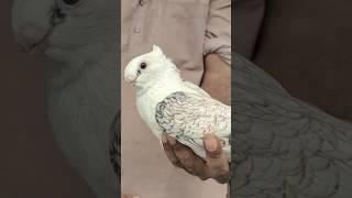 ️ jama Masjid kabutar market delhi ️ #islamicarchitecture #whitepigeon #kabootar #jamamasjid