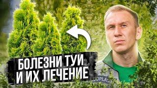 5 Болезней Туи и их Лечение  ТУЯ болеет - что делать?