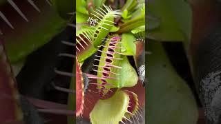 House Fly | Venus Fly Trap | Dionaea Muscipula | #insectkiller #flytrap #shortsfeed #shorts