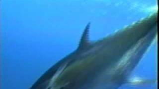 BIG GAME FISHING TEAM 4TUNA - BLUEFIN FISHING