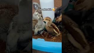 Chicken frenzy  #homestead #animalfamilylife #cute #watch #waitforend #animals #shorts #tiktok