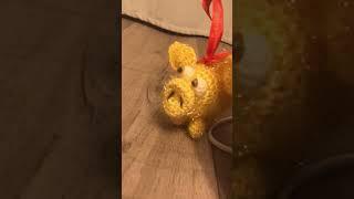 Tihon vs Yellopig
