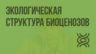 Экологическая структура биоценозов. Видеоурок по биологии 11 класс