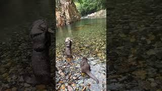 Otter Eating Fish in the Wilderness. #Shorts