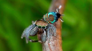 Peacock Spider 15 (Maratus ottoi)