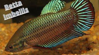 Wild Betta Imbellis Care Guide