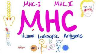 Major Histocompatibility Complex (MHC) - Human Leukocytic Antigen (HLA) - Immune System