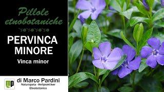 Pillola etnobotanica - Pervinca minore