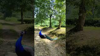 Real peacock  dance in free forest #real #vtr #shorts #peacock #wildlife #cute #birds #mor