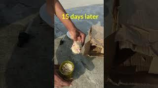 Kabutar baby growth  || kabutar humanity video  #shorts #youtubeshorts #viral