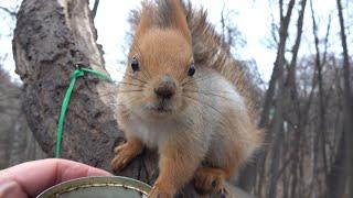 Сильный ветер. Покормил знакомую белку / Strong wind. I fed a familiar squirrel