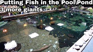 3 Giant Fish go in the pool pond - OHIO FISH RESCUE