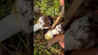 Мала Бліда поганка. Викопую щоб показати #kliestova #mushroom #блідапоганка