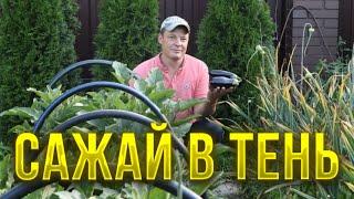 Несмотря на позднюю посадку, получил ранний урожай баклажан и, по моему, даже раньше, чем у Галины