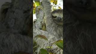 Three-Toed Sloths: Slow-Moving Marvels of the Rainforest