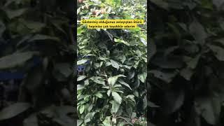Hepinize teşekkür ediyorum…