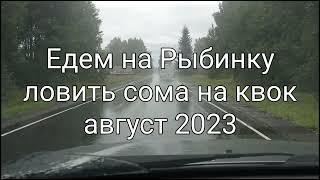 Ловим сома на квок. Рыбинка. Август 2023.