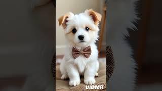 baby vs soldier animals transform#animals #edit #lion #shorts #shark #edits ...