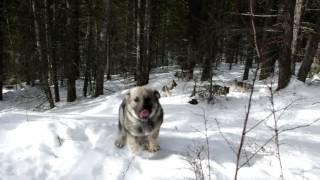 Ripley, Max and Kronos Norwegian Elkhounds Offleash at 16 Weeks