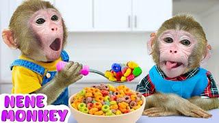 Baby Monkey NeNe Wants To Be The Best Brother Take Care Of A Sick Little Monkey | NENE ANIMAL MONKEY