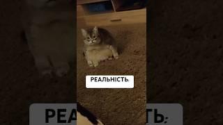 Бабай волохатий Підпишись для підтримки ️ #cat #кіт