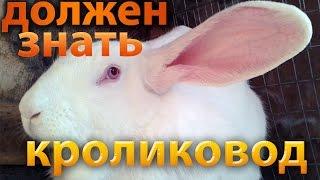 Разведение кроликов для начинающих - 50 советов кролиководу!