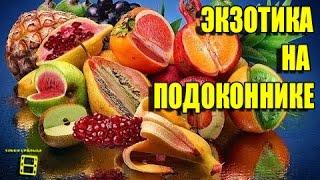 Экзотика на подоконнике #Цитрусовые #Орхидеи #Банан #Гранат #Ананас