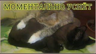 Усыпляющая музыка для кошек, котов и котят с мурчанием !  Расслабляющая кошачья музыка колыбельная