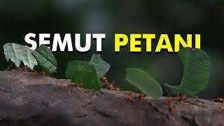 Semut Unik Yang Bisa Bertani | Semut Pemotong Daun