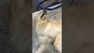 若かりし頃のあちゃし(2017年9月): スタッフ秘蔵映像 #ゴールデンレトリバー #goldenretriever #癒し