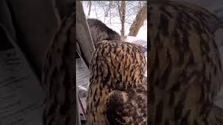 funny cat owl reaction.