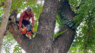 Fast & easy… cut down 3 trembesi trees on the rice fields.