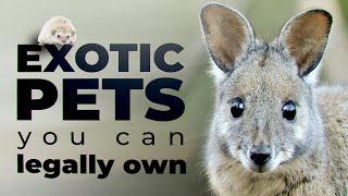 Cutest exotic pets you can legally own