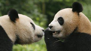 Giant pandas have less habitat than 30 years ago