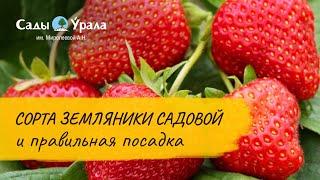 Земляника садовая. Популярные сорта клубники с Людмилой Леоновой. Питомник Сады Урала