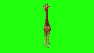 FUNDO VERDE - GREEN BACKGROUND - GIRAFA - HASI025