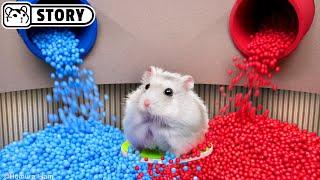 The Best Hamster Challenges - Hamster Escapes from the Most Amazing Mazes  Homura Ham