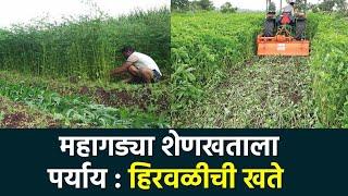 Green Manuering Crop : हिरवळीच्या खताचे फायदे, प्रकार | Agrowon