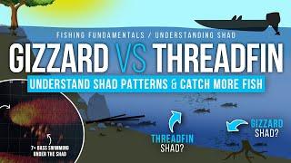 Understanding GIZZARD & THREADFIN Shad Behavior  (How to Identify, Patterns, LIVESCOPE examples)