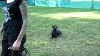 Video_Hundeschule.mpg