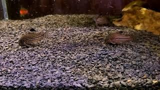 Corydoras fish and how they looking on Manado dark stones.