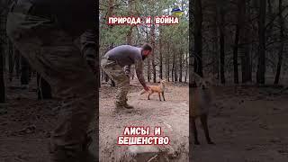 Природа и Война Лисы и Бешенство #природа #лиса #ли́са #бешенство #приколы